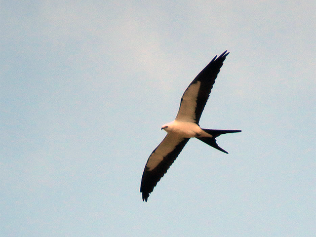 Swallow-tailed Kite by Simon Thompson